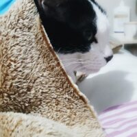 gato 1 gato 1